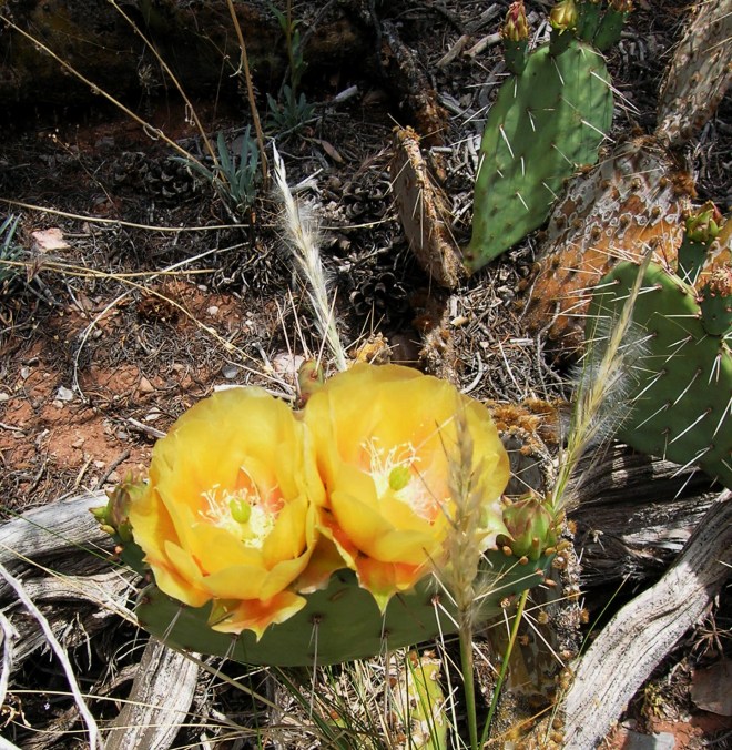 Cactus blooming in Las Vegas