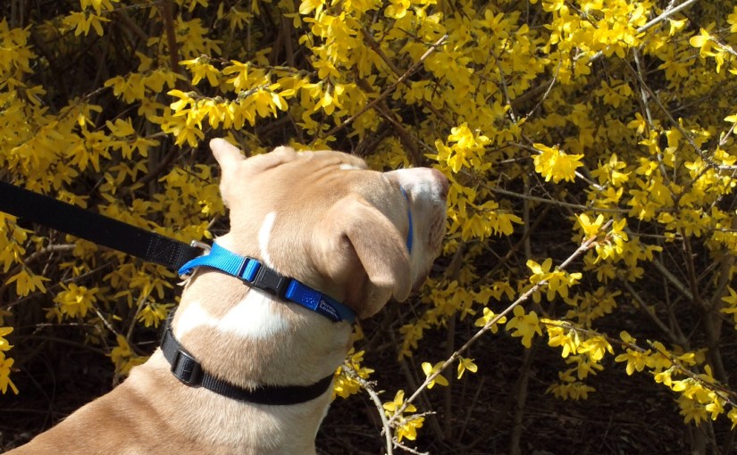 A Dog’s Eye&nbsp;View