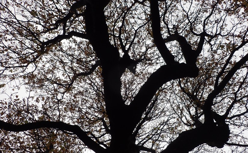 Natural World & Leading&nbsp;Lines