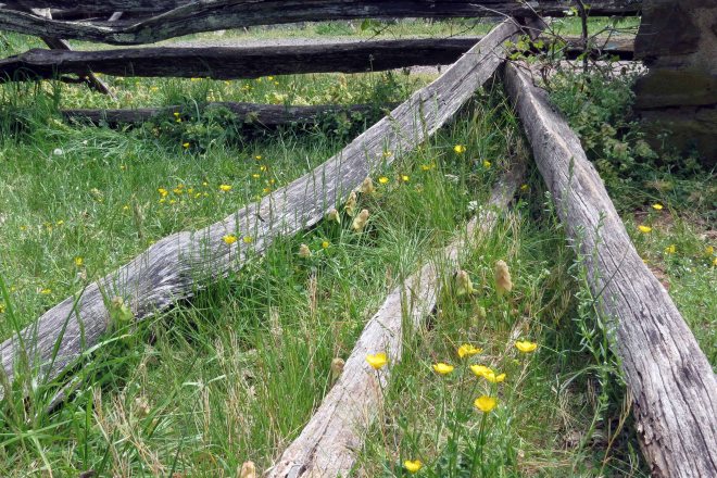 Fence with Flowers (c)