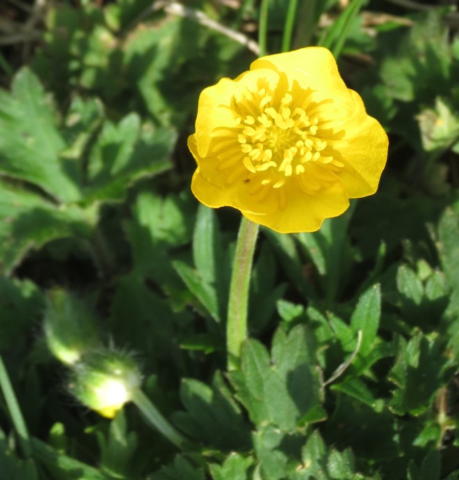 Buttercup in a field