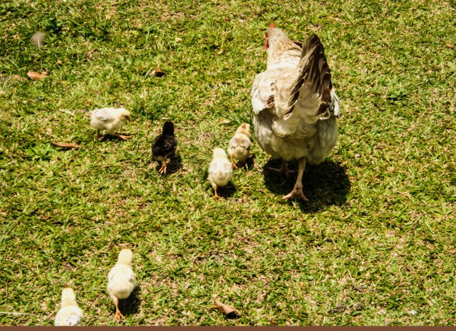 Hen-and-Chicks-web