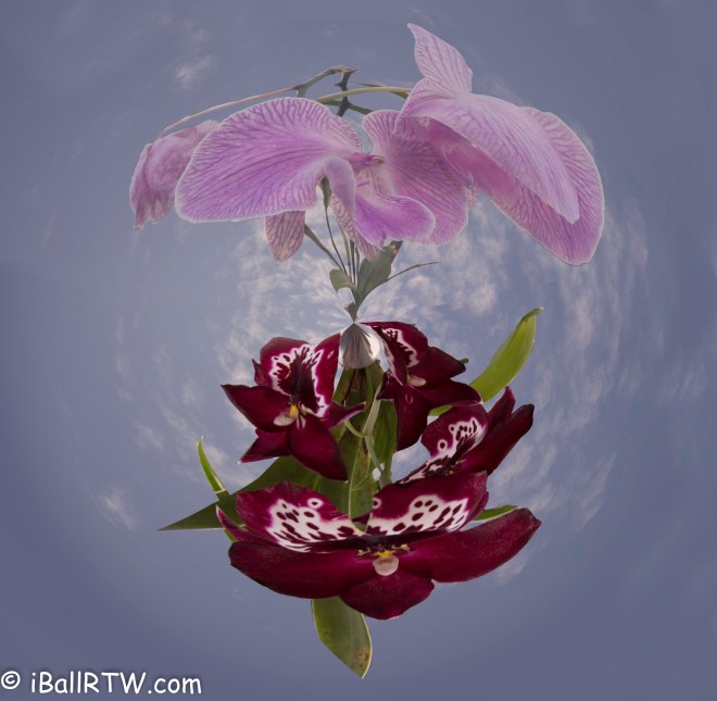 iBallRTW - Flower Planet