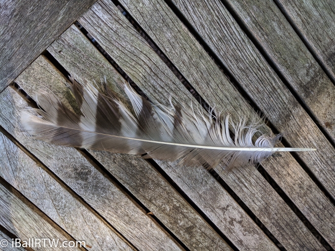 Barred Owl Feather